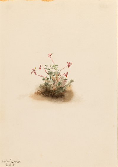 Kleine veenbes (Oxycoccus palustris) door Mary Vaux Walcott