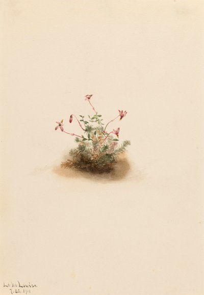 Kleine veenbes Oxycoccus palustris, 1911 door Mary Vaux Walcott