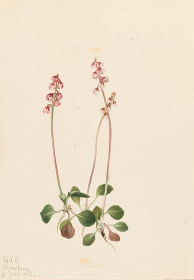 Kleine Pyrola (Pyrola minor) door Mary Vaux Walcott