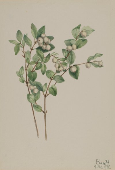 Sneeuwbes Symphoricarpos albus door Mary Vaux Walcott
