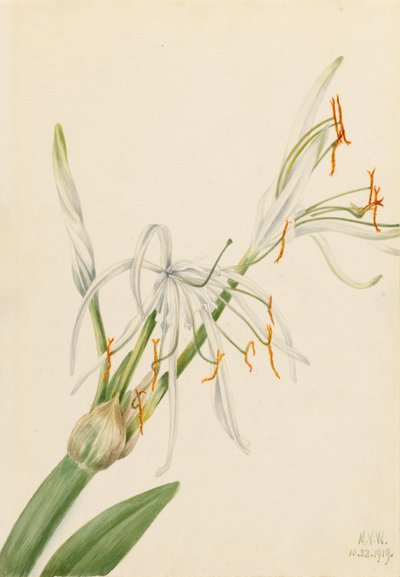 Spinnekoplelie (Hymenocallis rotata) door Mary Vaux Walcott