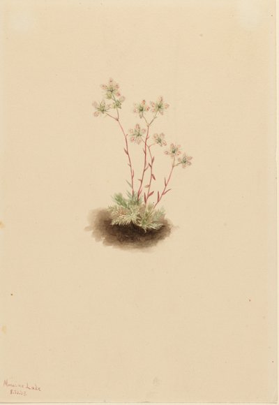 Gevlekte Saksenbloem (Saxifraga bronchialis) door Mary Vaux Walcott