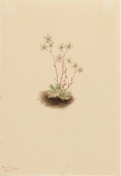 Gevlekte Steenbreek Saxifraga bronchialis, 1903 door Mary Vaux Walcott