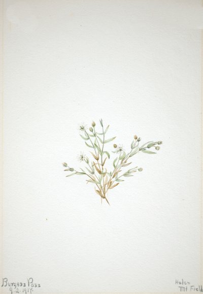 Stelleria leata, 1917 door Mary Vaux Walcott