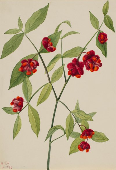 Aardbeibos-"Harten boordevol liefde" (Euonymus Americanus) door Mary Vaux Walcott
