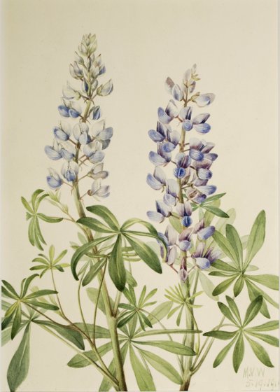 Sun Dial Lupine (Lupinus perennis) door Mary Vaux Walcott