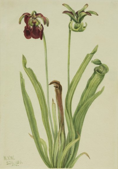 Zoete Bekerplant Sarracenia rubra door Mary Vaux Walcott