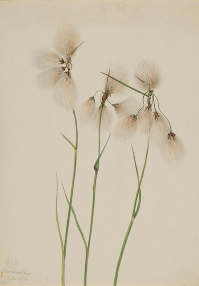 Kwastjeswollegras (Eriophorum angustifolium) door Mary Vaux Walcott