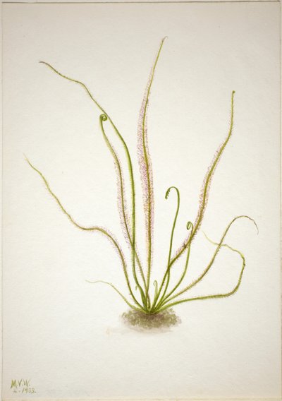 Draadblad zonnedauw (Drosera rotundifolia) door Mary Vaux Walcott