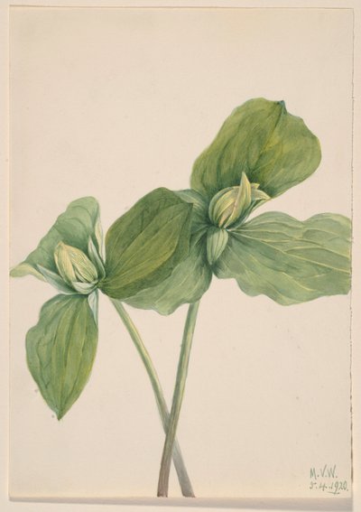 Rups Trillium (Trillium sessile) door Mary Vaux Walcott