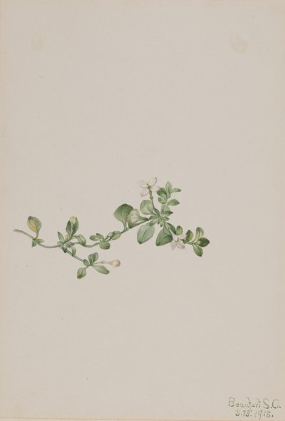 Trailing Houstonia Houstonia procumbens door Mary Vaux Walcott