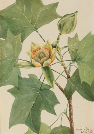 Tulpenboom (Liriodendron tulipifera) door Mary Vaux Walcott
