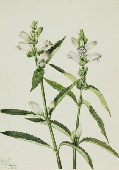 Turtlehead Chelone glabra, 1926 door Mary Vaux Walcott