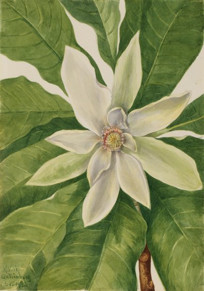 Parapluboom Magnolia tripetala, 1932 door Mary Vaux Walcott