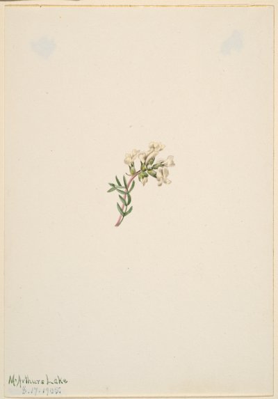 Zonder titel - Bloemenstudie door Mary Vaux Walcott