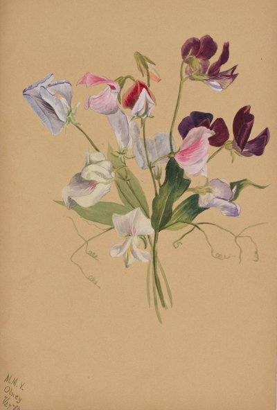 Zonder titel - Bloemenstudie door Mary Vaux Walcott