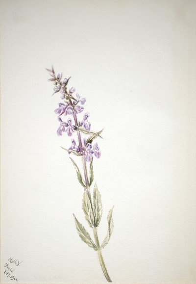 Zonder Titel - Bloemenstudie door Mary Vaux Walcott