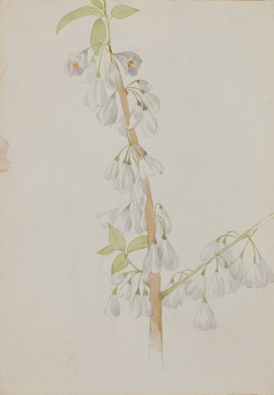 Zonder Titel - Bloemenstudie door Mary Vaux Walcott