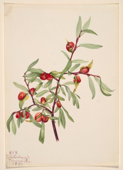 Zonder titel - Plantenstudie door Mary Vaux Walcott