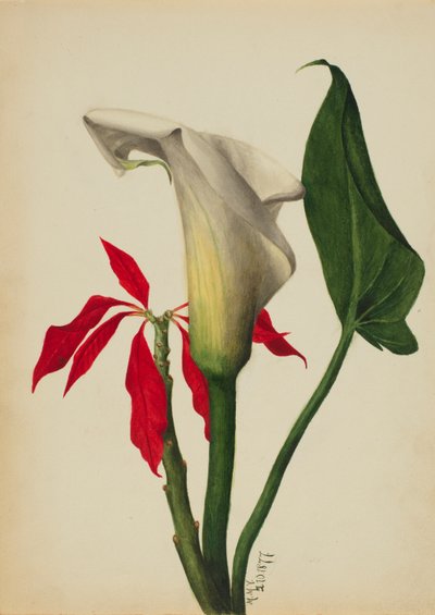 Zonder titel (Calla Lily) door Mary Vaux Walcott