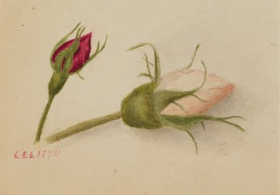 Zonder titel (Rozenknoppen) door Mary Vaux Walcott