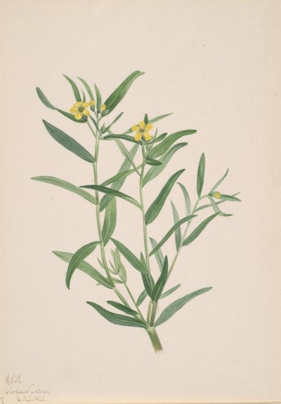 Ongenoemde Bloemenstudie, 1923 door Mary Vaux Walcott