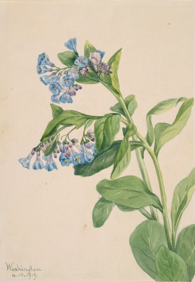 Virginia Bluebells Mertensia virginica, 1919 door Mary Vaux Walcott
