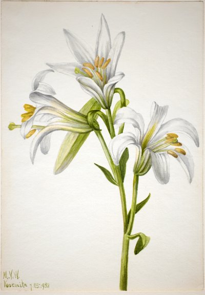 Washingtonlelie (Lilium washingtonianum) door Mary Vaux Walcott
