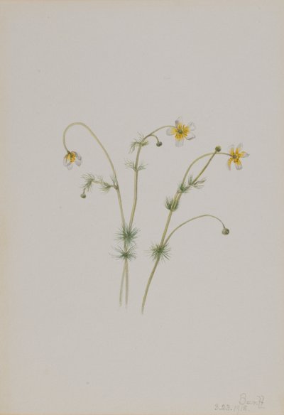 Moeraswolf (Batrachium trichophyllum) door Mary Vaux Walcott