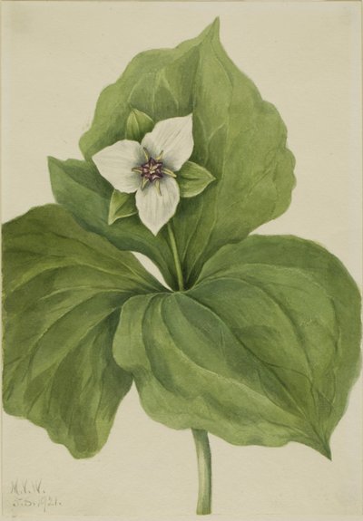 Wax Trillium (Trillium-album) door Mary Vaux Walcott