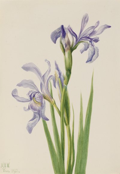 Blauwe vlag (Iris missouriensis) door Mary Vaux Walcott