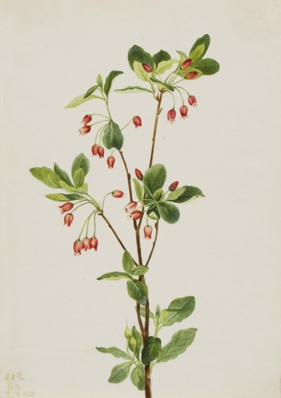 Westelijke Menziesia Menziesia glabella door Mary Vaux Walcott