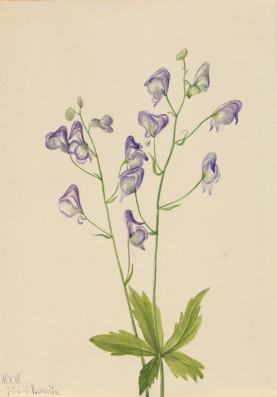Westelijke monnikskap (Aconitum columbianum) door Mary Vaux Walcott