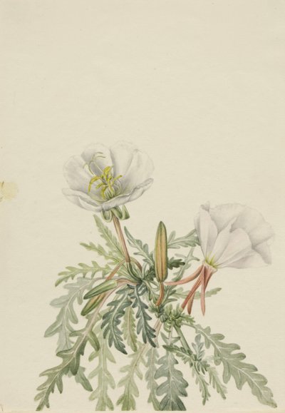 Witte teunisbloem (Pachyloplus marginatus) door Mary Vaux Walcott