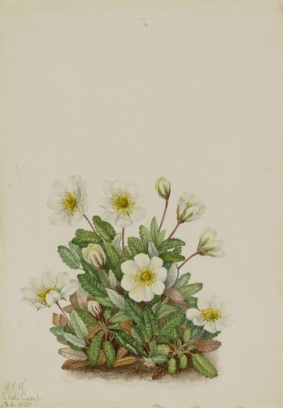 White Dryad (Dryas octopetala) door Mary Vaux Walcott
