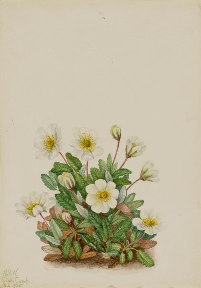 Witte Dryade Dryas octopetala, 1925 door Mary Vaux Walcott