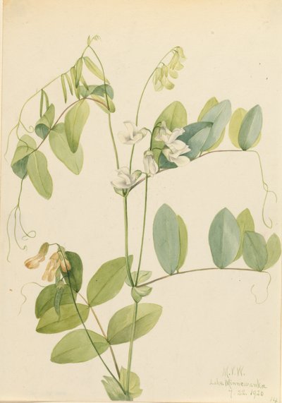 Witte Peul Lathyrus ochroleucus, 1920 door Mary Vaux Walcott
