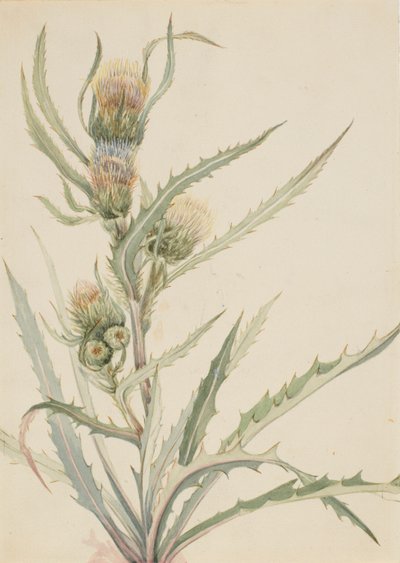 Witte distel (Cirsium hookeranum) door Mary Vaux Walcott