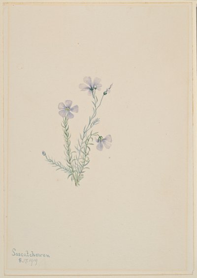 Wilde vlas (Linum lewisii) door Mary Vaux Walcott