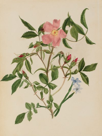 Wilde Roos en Blauwooggras Rosa soorten en Sisyrinchium soorten, n.d. door Mary Vaux Walcott