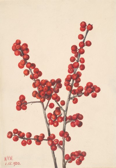 Winterbes Ilex verticillata, 1920 door Mary Vaux Walcott