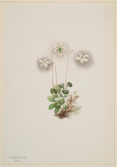 Bosnimf (Moneses uniflora) door Mary Vaux Walcott