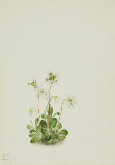 Bosnimf (Moneses uniflora) door Mary Vaux Walcott