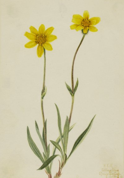 Wollige arnica Arnica tomentosa, 1920 door Mary Vaux Walcott