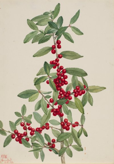 Yaupon (Ilex vomitoria) door Mary Vaux Walcott