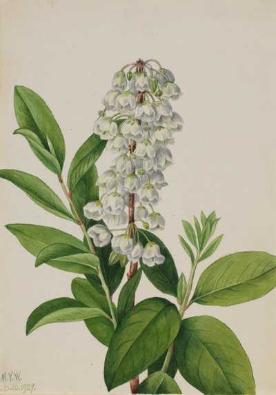 Zenobia Zenobia cassinifolia, 1927 door Mary Vaux Walcott
