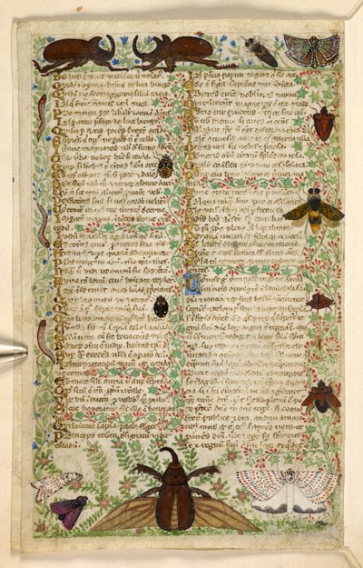 Add. 28841, f.4v: Motten en gehoornde kevers, uit een Verhandeling over de Deugden en Ondeugden, en een anonieme prozageschiedenis van Sicilië (fragment), c.1330-40 door Master of the Cocharelli Codex