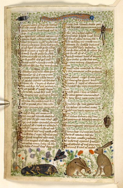 Konijnen en insecten, uit een Verhandeling over de Deugden en Ondeugden, en een anonieme prozageschiedenis van Sicilië door Master of the Cocharelli Codex