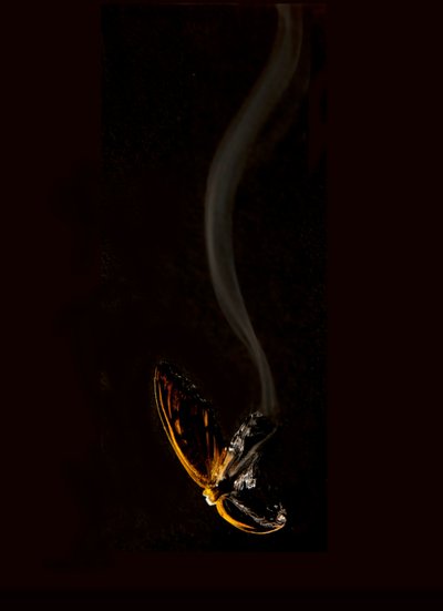 Brandende vlinder 15, 2013 (Lambda print) door Mat Collishaw