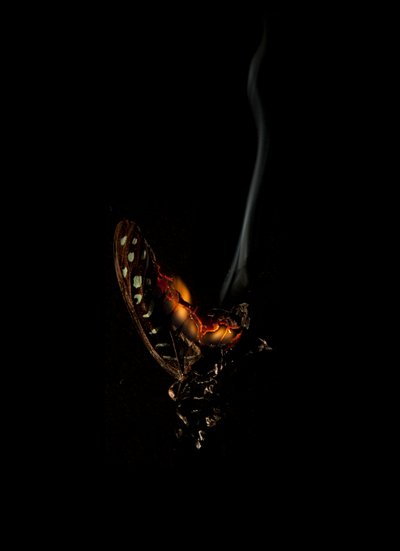 Brandende vlinder 5, 2013 (Lambda print) door Mat Collishaw